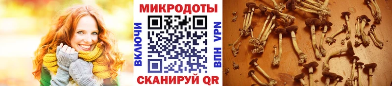 Галлюциногенные грибы GOLDEN TEACHER  Родники 